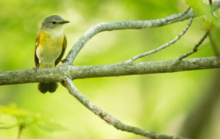 Bird in tree.