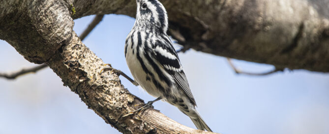 A Black and White Warbler in a tree.