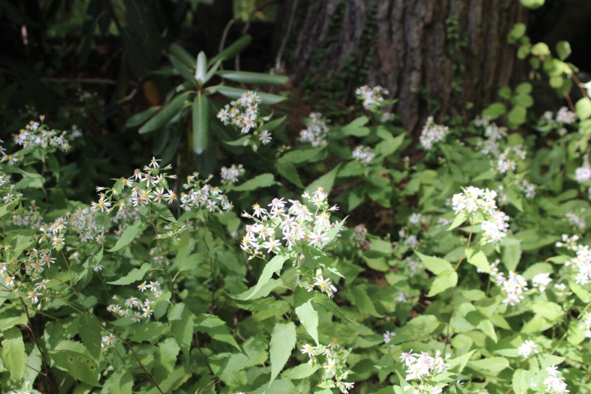 white wood aster (Eurybia divaricata)