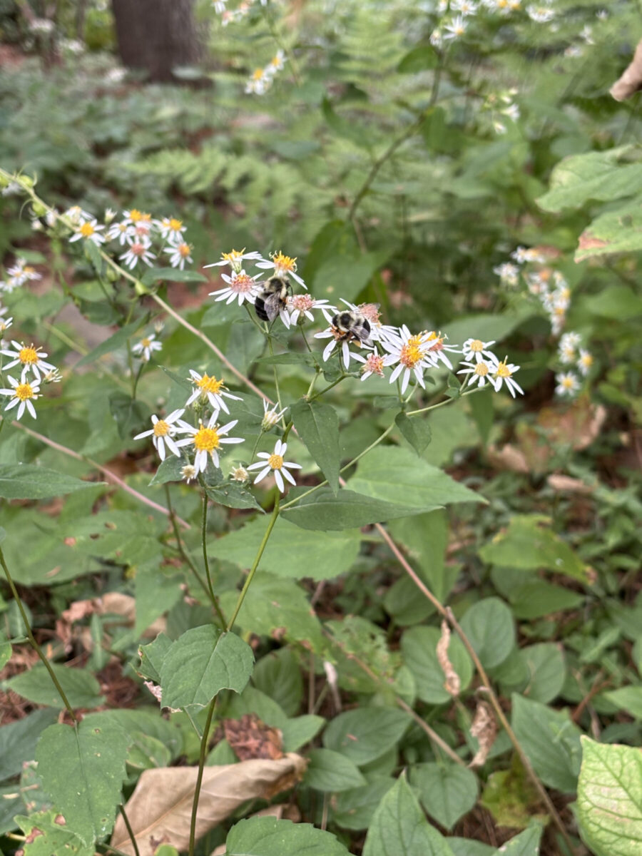 asters and bumblebees 