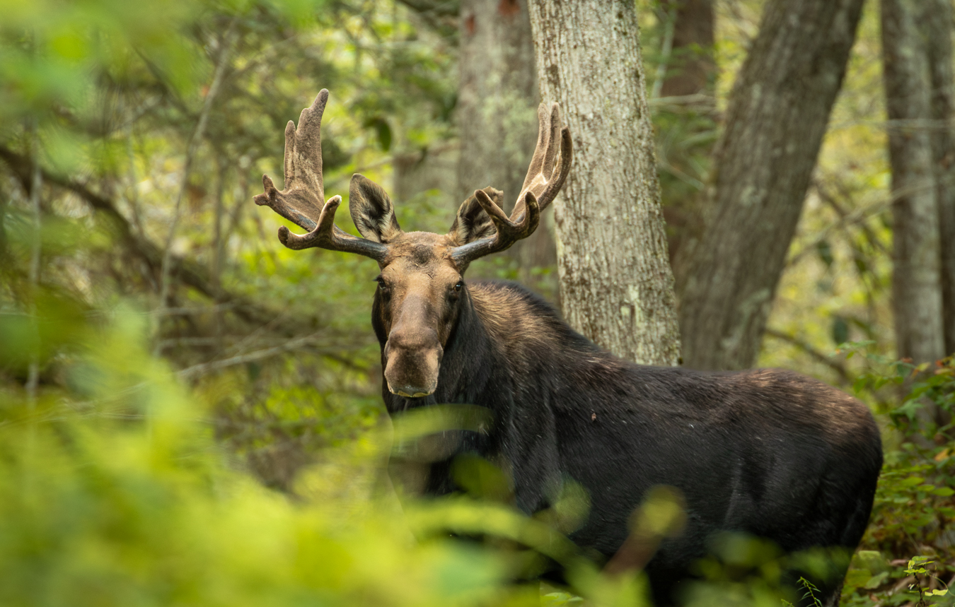 The king of the New England forest