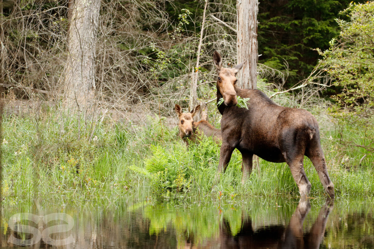 Moose Cow and Calf