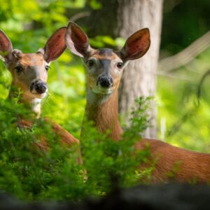 Photo by Tom Blagden of a White-Tailed Deer