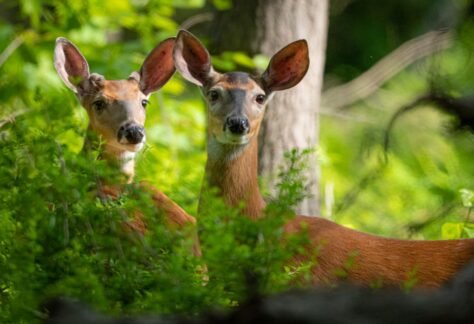 Photo by Tom Blagden of a White-Tailed Deer