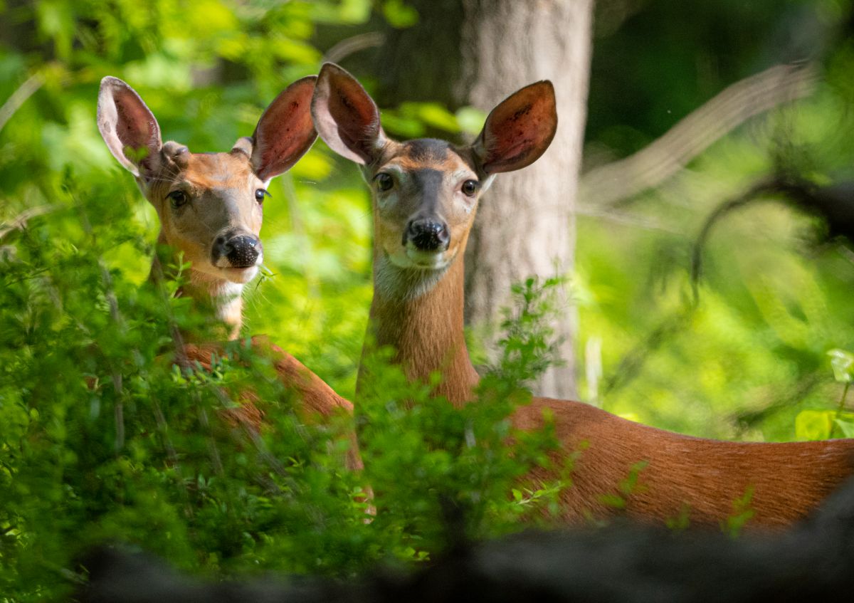 Photo by Tom Blagden of a White-Tailed Deer