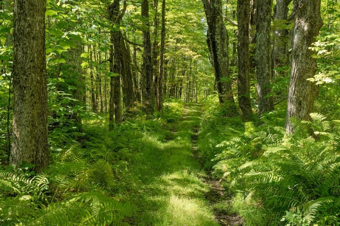 FORESTフォレスト Great Mountain Forest – Great Mountain Forest's mission is to be a