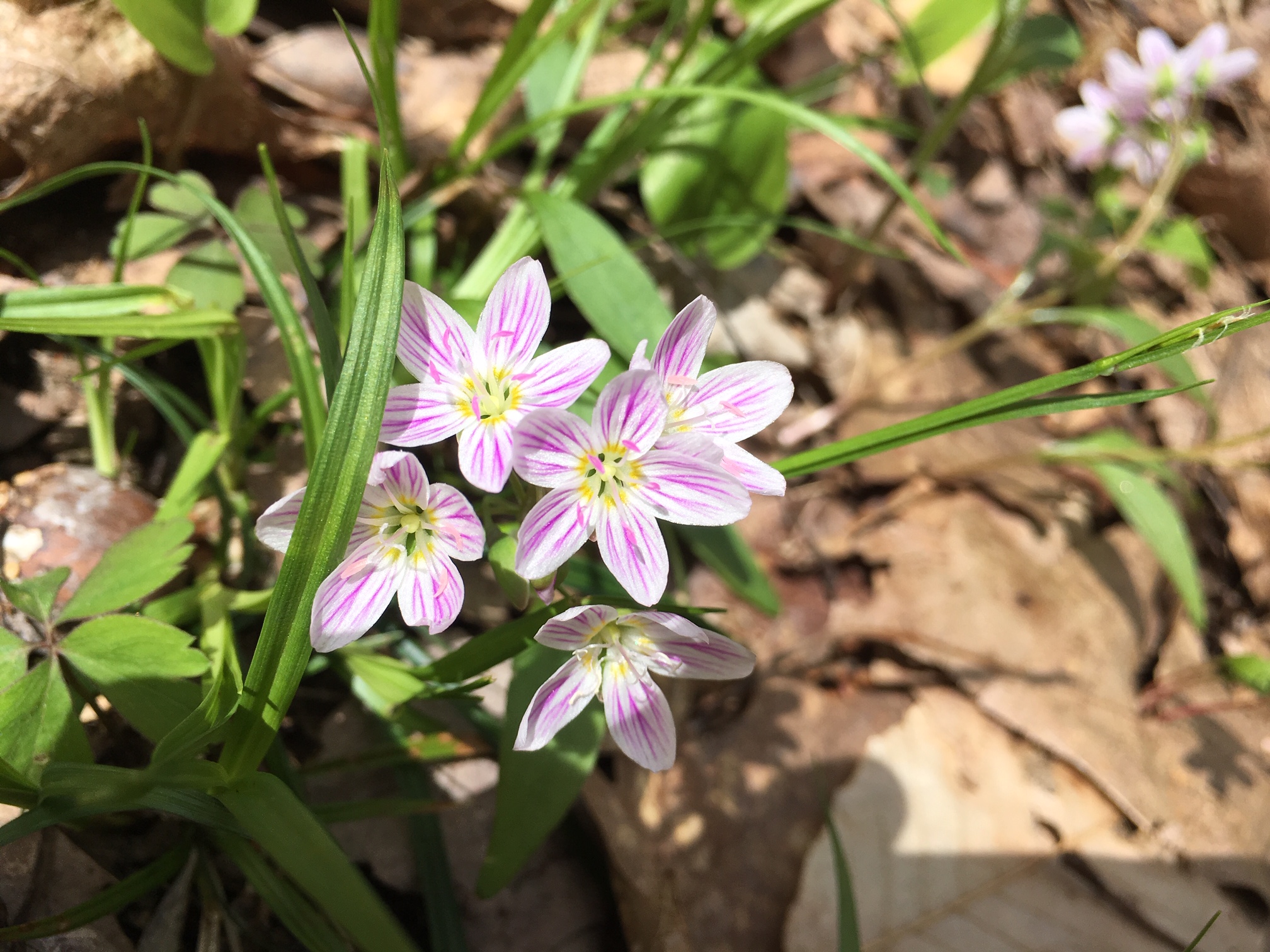 Virginia spring beauties on a bright day. Photo by Jody Bronson.